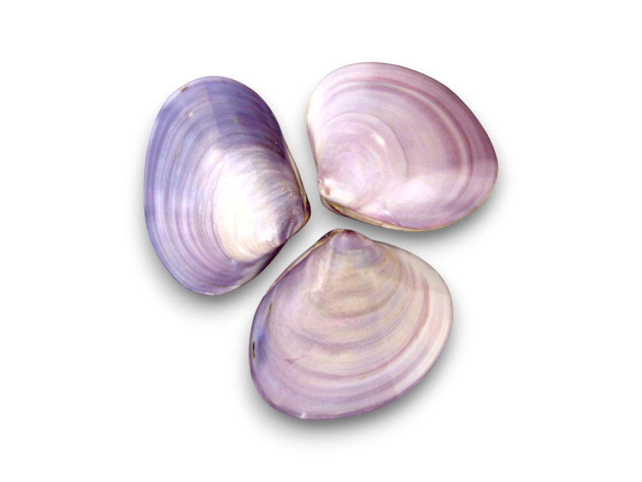 CLAM TIGRINA LILA PAREJA 09cm pack 25