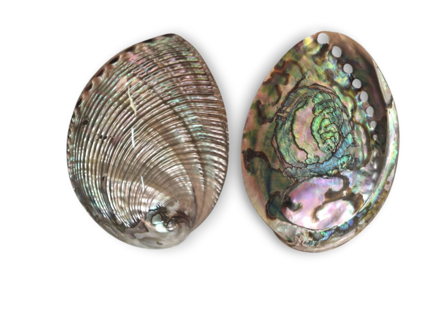 HALIOTIS FULGENS PULIDO