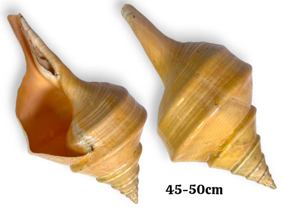 C125B SYRINX ARUANUS 45-50cm