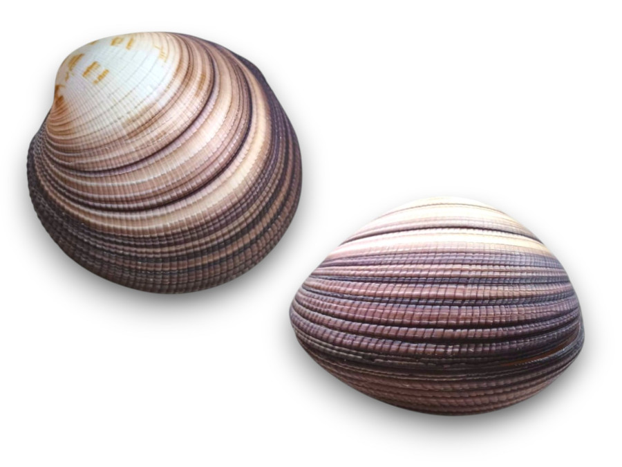 CODAQUIA MAXIMA 12cm