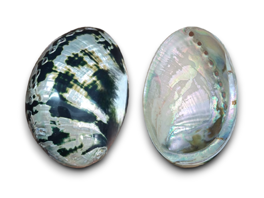 HALIOTIS  BLACK CRACHERODII 2ª 13-15cm