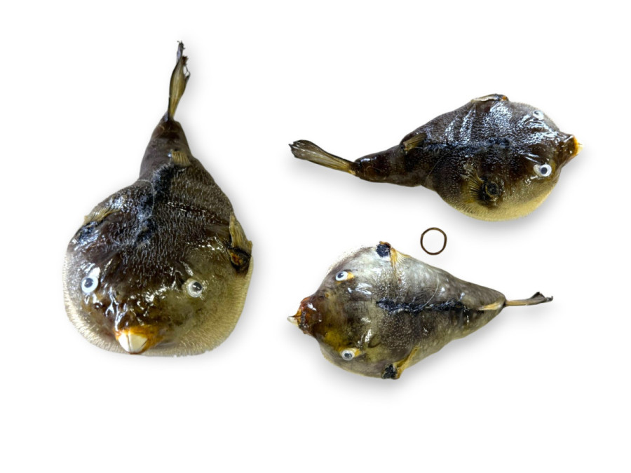 FISH PUFFER