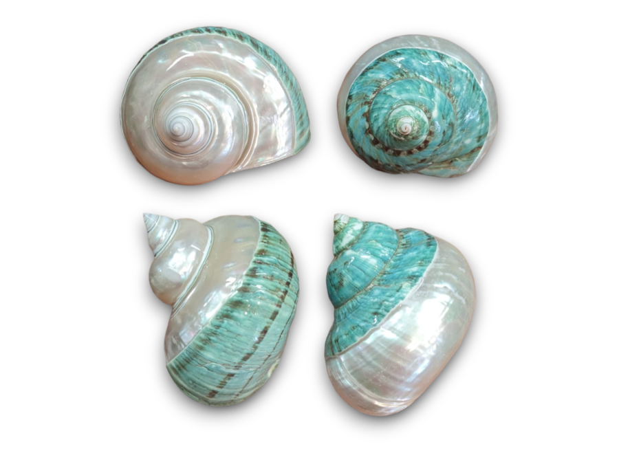 TURBO IMPERIAL TAP.8,75cm pack 4