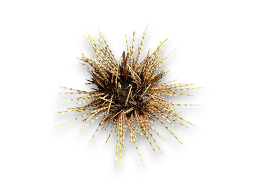 ERIZO DEEP SEA 12-15cm