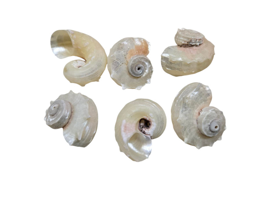 ANGARIA NACAR pack 50