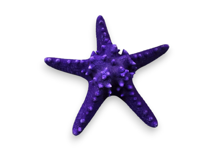 ESTRELLA FILIPINA LILA 18cm