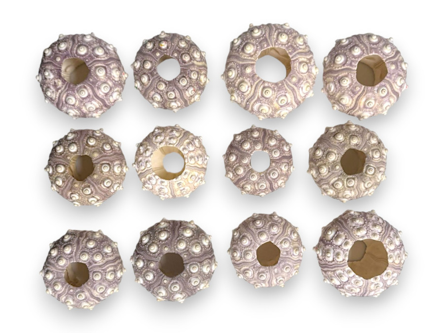 ERIZO CIDARIS 07-09cm SPUTNIK(bolsa 12 und)