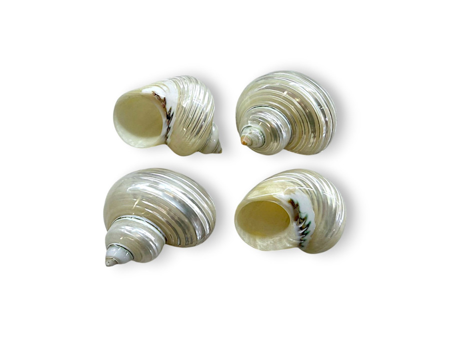 TURBO NACAR PLATA 06cm pack 25