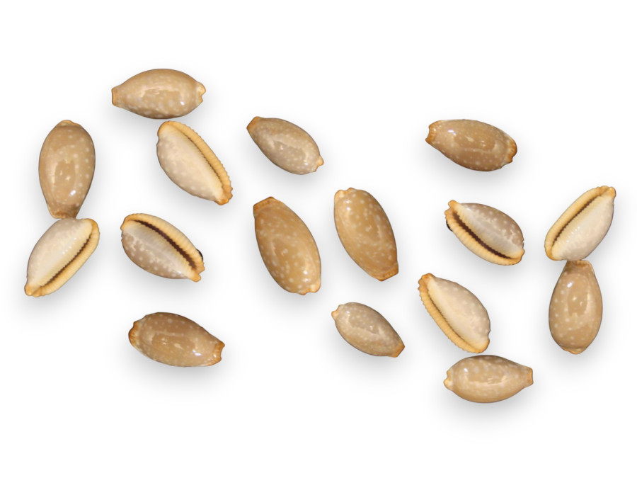 CYPRAEA LIMACINA 03cm