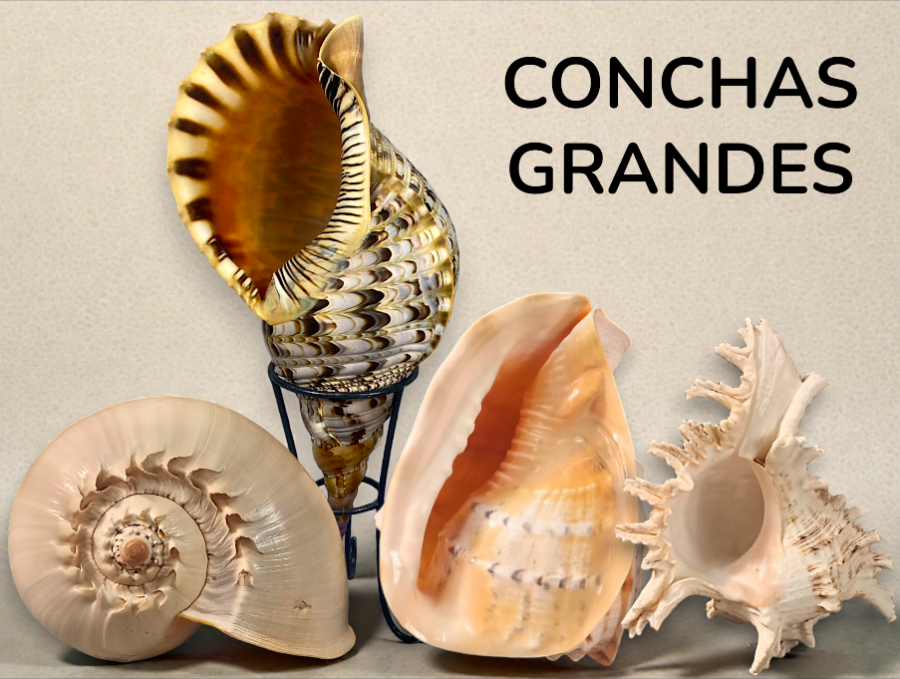 CONCHAS GRANDES --->>