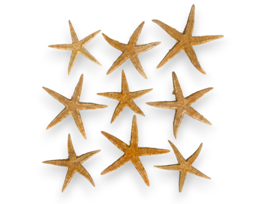 BOLSA ESTRELLA FLAT NATUR 08-10 cm (bolsa 25 und)