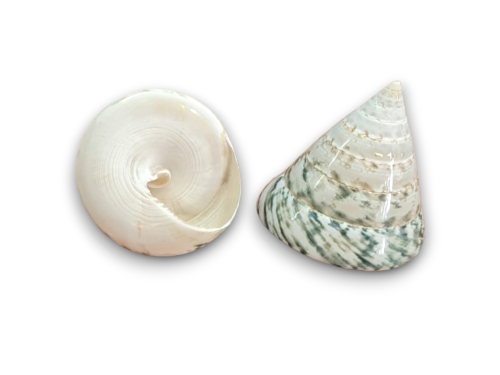 TROCHA VERDE PULIDA 06cm pack 25