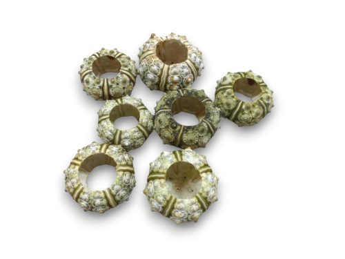 ERIZO VERDE MINI pack 12