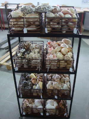 Expositor concha 1/2