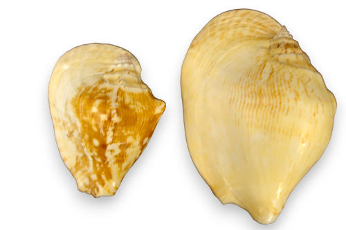 STROMBUS LACTISSIMUS