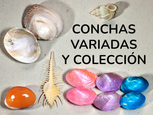 CONCHAS VARIAS Y COLECCIÓN
