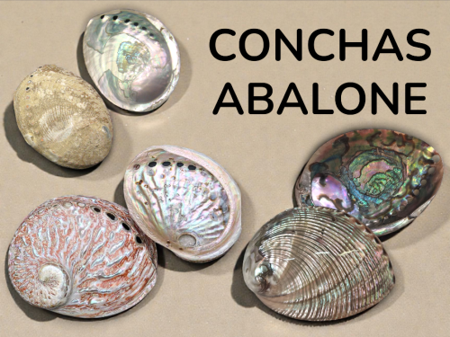 CONCHAS ABALONE --->>