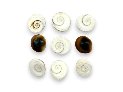 OPERCULO bolsa 50pcs