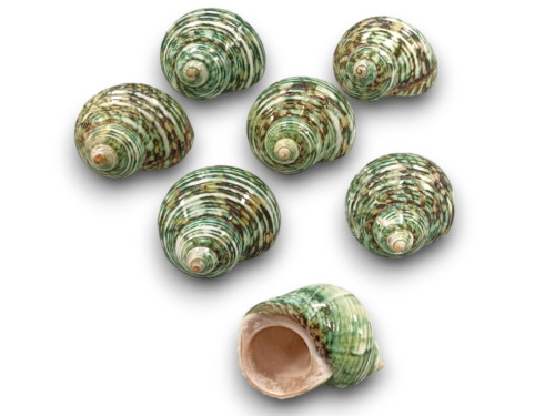 TURBO TURQUESA 06cm pack 25