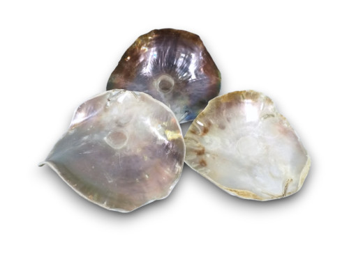 OSTREA NATUR XL 15cm pack 15