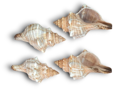 FASCIOLARIA TRAPECIUM