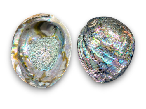 HALIOTIS IRIS PAWA 12cm pack 5