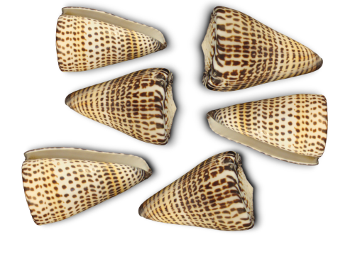 CONUS LITERATUS 07-08cm pack 25