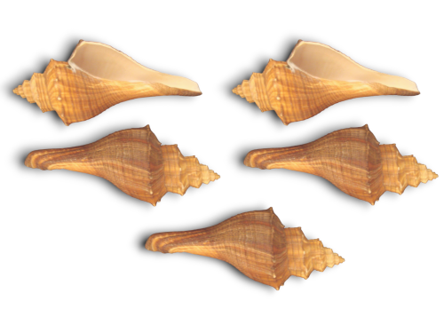 MELONGENA TERNATA 12-15cm pack 25