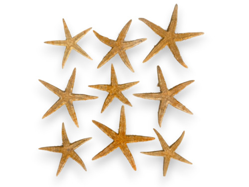 BOLSA ESTRELLA FLAT NATUR 08-10 cm (bolsa 25 und)